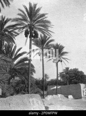 „Le Bas Sahara-Les Oasis, palmiers Dattiers; Afrique du nord“, 1914. Von „Grande Geographie Bong Illustree“, 1914. Stockfoto