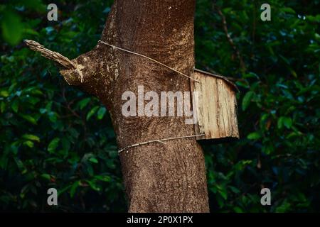 Altes Vogelhaus aus Holz auf einem Baum. Naturschutzprojekt für Hornbill-Vögel in Borneo Stockfoto