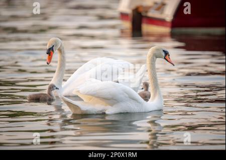 Schwanenfamilie. Ein weißer, stummer Schwanenvater mit grauen Babyzygneten, die im Frühling zusammen schwimmen. Cygnus olor im Genfer See. Stockfoto