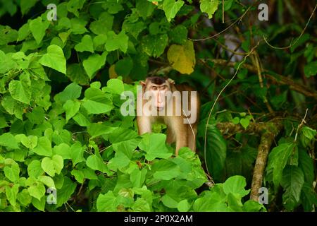 Südliche Schweineschwanzmakaken (Macaca nemestrina) im Regenwald von Sabah, Borneo Stockfoto