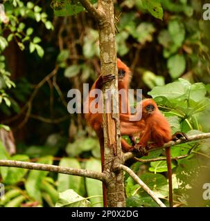 Red Leaf Affe (Presbytis rubicunda) Mutter und Baby sitzen auf einem Baum. Danum Valley. Sabah, Borneo Stockfoto