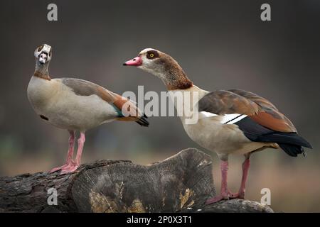 Männliche und weibliche ägyptische Gänse, die auf einem alten Baumstamm im Bushy Park in Surrey England sitzen Stockfoto