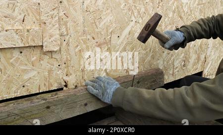 Zimmermann schlägt mit einem Hammer auf einen langen Nagel und hämmert ihn in das Bauwerk eines Baumes, während er eine Holzkonstruktion baut, und treibt Nägel Stockfoto