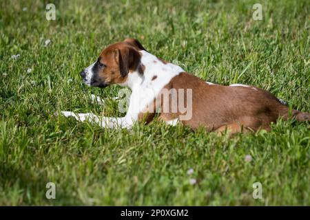 Braunes und weißes Pflegehündchen im Gras Stockfoto