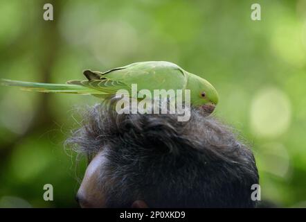 Ringsittich/Indischer Rosensittich (Psittacula krameri manillensis) am Kopf eines Mannes im St. James's Park, London Stockfoto