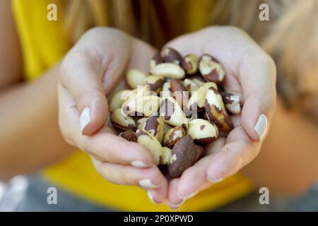 Paranüsse. Nahaufnahme von weiblichen Händen mit Paranüssen. Stockfoto