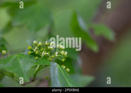 Gestreifte Ahornblumen blühen im Frühling. Selektiver Fokus, Nahaufnahme. Natürlicher Frühlingsgrün-Hintergrund Stockfoto