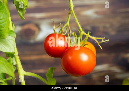 Tomaten aus Samen wachsen lassen, Schritt für Schritt. Schritt 13 – reife Tomaten Stockfoto