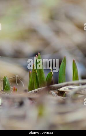 Frühlingsblumen im Garten Stockfoto