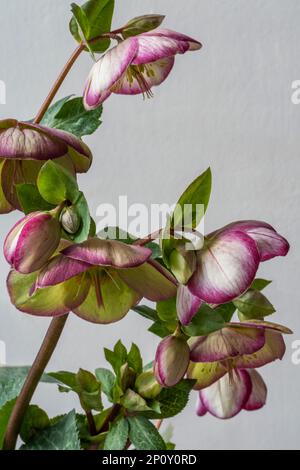 Studie über einen rosa-weißen Hellebore, Glendas Gloss Stockfoto