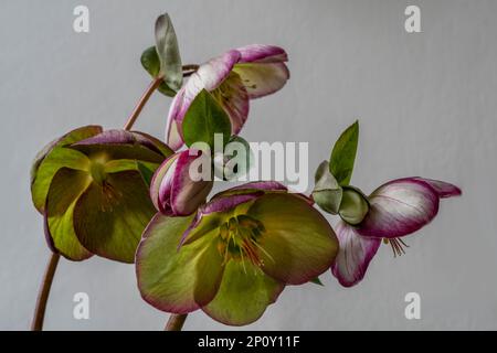 Studie über einen rosa-weißen Hellebore, Glendas Gloss Stockfoto