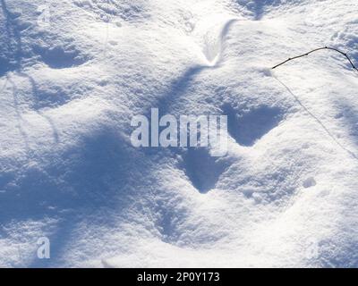 Schneeverwehungen mit schneebedeckten Fußabdrücken am Winternachmittag Stockfoto