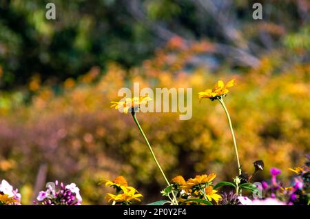 Romantische Sommerblumen Stockfoto