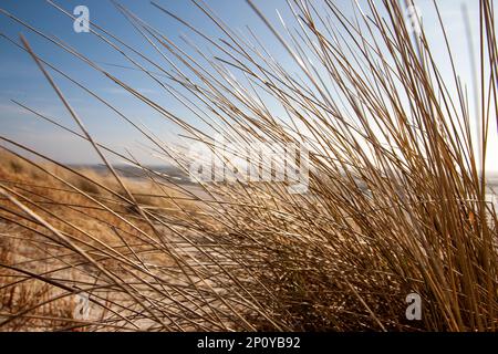 Nahaufnahme von trockenem Gras am Strand mit Meerblick im Hintergrund Stockfoto