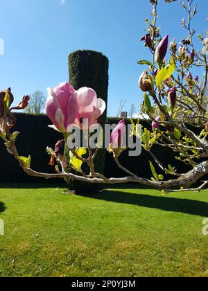 Detail der Magnolienblüten in voller Blüte. Stockfoto