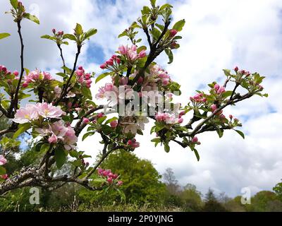 Details mit pinkfarbener Apfelblüte in voller Blüte vor blauem Himmel. Stockfoto