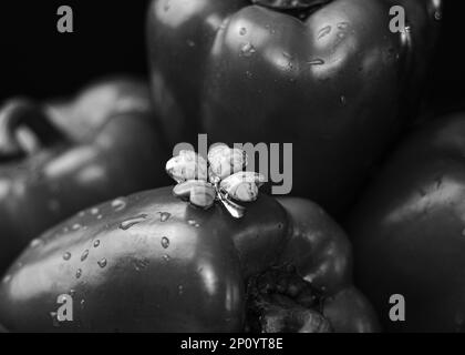 Eine Nahaufnahme roter Paprika mit Wassertropfen und einem Schmetterlingsspielzeug auf der Oberseite Stockfoto