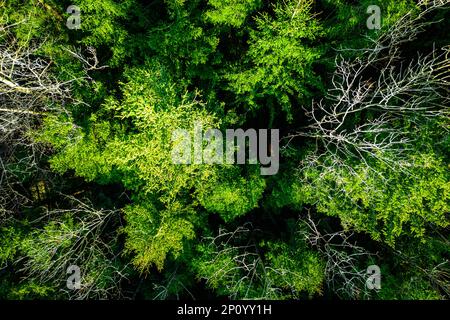 Fantastischer Blick auf die Drohne von Nadelbäumen und Laubbbäumen in einem gemischten Wald im sehr frühen Frühling Stockfoto