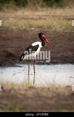 Weiblicher Sattelstorch beim Fischen in einem stagnierenden Wasserloch Stockfoto