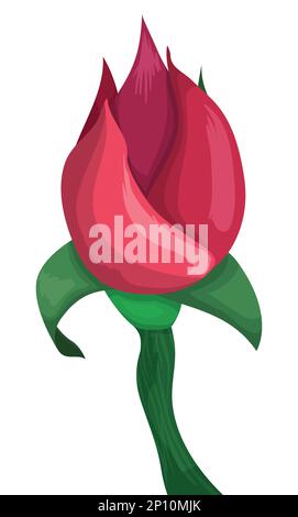 Nahaufnahme einer Rosenknospe mit pinkfarbenen Blütenblättern, Rosenhüfte, Septum und Stiel. Design im Cartoon-Stil auf weißem Hintergrund. Stock Vektor