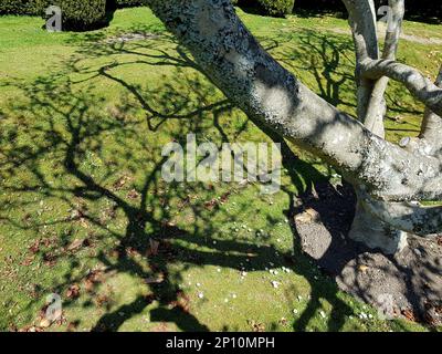 Detail eines Apfelbaums, der einen Schatten auf einen Rasen wirft. Stockfoto