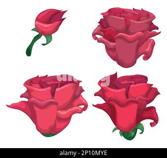 Rosa Rosen Set: Eine mit Knospen und Stiel und drei Proben von Blüten. Design im Cartoon-Stil auf weißem Hintergrund. Stock Vektor