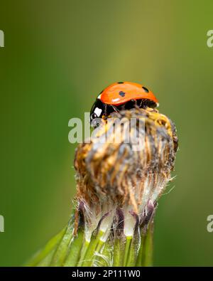 Rotes Marienkäfer-Insekt, das auf einem Blumenknospen sitzt, Nahaufnahme von roten Coccinellidae Stockfoto