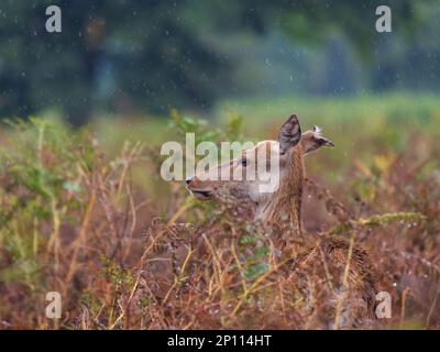 Red Deer Hind in Bracken Stockfoto