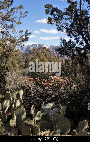 Kaktus im Vordergrund mit schneebedeckten Gipfeln aus roten Felsen im Hintergrund an einem Wintertag in Sedona, Arizona. Stockfoto