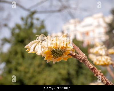 Edgeworthia chrysantha oder orientalischer Paperbush oder Mitsumata hellweiße gelbe Blütenverschlüsse Stockfoto