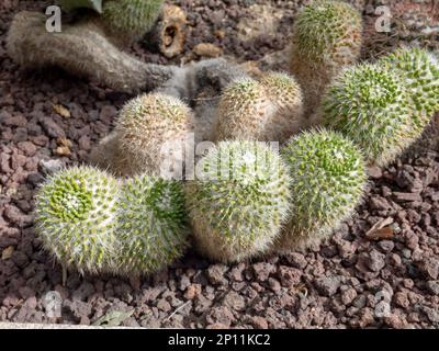 Mammillaria standleyi oder mammillaria craigii cactus succulent plant Stockfoto