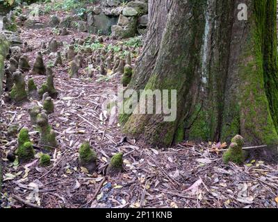 Taxodium distichum, kahle Zypresse oder Sumpfzypresse. Detailansicht des unteren Kofferraums. Die Besonderheit des Wachstums, die Zypressenknien genannt. Holzige Projektionen vom Stockfoto