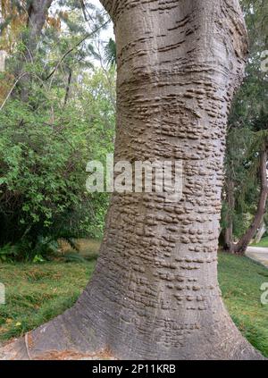 Erythrina-Koffra, Küstenkorallenbaum oder afrikanischer Korallenbaum. Detail des Stamms mit Stacheln an der Rinde. Stockfoto