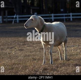 Ein Katahdin-Schaf namens Gänseblümchen, das das letzte Licht auf einer Weide erblickt Stockfoto
