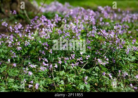 Dentaria bulbifera. Kardamin, erste Frühlingswaldblumen, selektiver Fokus. Lila und lila Waldblumen. Wunderschöner Frühlingsblümchenhintergrund Stockfoto