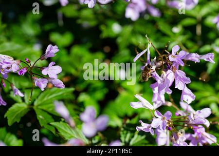 Dentaria bulbifera. Kardamin, erste Frühlingswaldblumen, selektiver Fokus. Lila und lila Waldblumen. Wunderschöner Frühlingsblümchenhintergrund Stockfoto