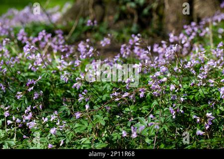 Dentaria bulbifera. Kardamin, erste Frühlingswaldblumen, selektiver Fokus. Lila und lila Waldblumen. Wunderschöner Frühlingsblümchenhintergrund Stockfoto