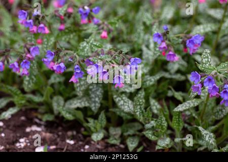 Die Blüte der hellen Pulmonaria im Frühling. Lungenkraut. Blüten verschiedener Violetttöne in einer Blüte. Honigpflanze. Die erste Frühlingsblume. Pu Stockfoto