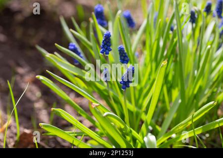 Blaue Muscari-Blumen im Nahbereich. Eine Gruppe Traubenhyazinthen Muscari armeniacum blüht im Frühling, aufgeschlossen mit selektivem Fokus Stockfoto