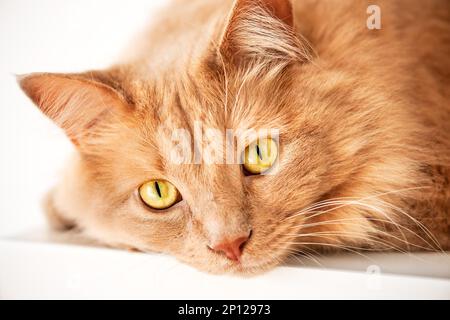 Die traurige Katze beobachtet dich Stockfoto