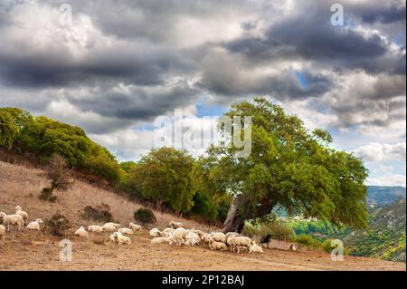Schafherde, die unter einer großen Eiche ruht. Sardinische Landschaft. Stockfoto
