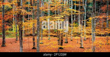 Buchenwald in Herbstfarben, Omberg, Schweden. Stockfoto