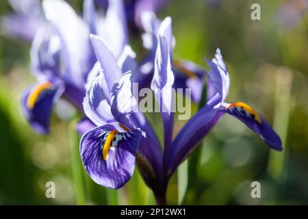 Iris reticulata „Harmony“ wächst Anfang März in einem Londoner Garten. Anna Watson/Alamy Stockfoto