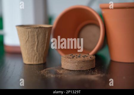 Töpfe mit gepresster Erde zum Pflanzen von Kräutersamen. Stockfoto