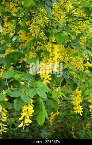 Im Frühling blüht ein dekorativer Laburnum-Busch in der Natur Stockfoto