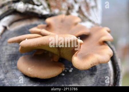 In der Wildnis wachsen Austernpilze (Pleurotus ostreatus) auf Baumstämmen Stockfoto