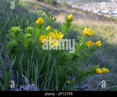 Adonis vernalis, auf den Hügeln wächst in der Wildnis Stockfoto