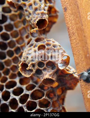 Eine offene Königin-Kammer, aus der eine neugeborene Bienenkönigin hervorging Stockfoto