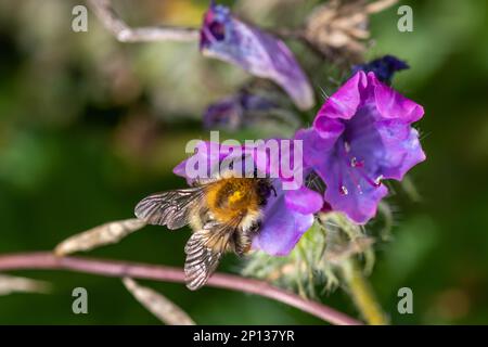 Gewöhnliche Karderbiene auf hübschen blauen und rosa Blumen von Viper Bugloss Echium Vulgare Stockfoto