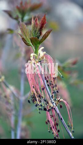 Im Frühling blüht der Aschenapfel (Acer negundo) in der Natur Stockfoto